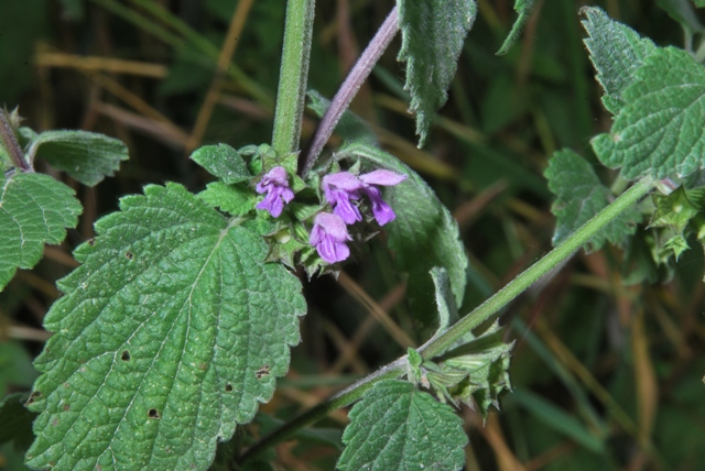 Ballota nigra